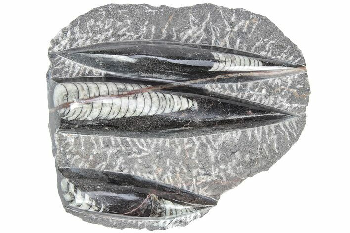 Polished Fossil Orthoceras Plate - Morocco #212539